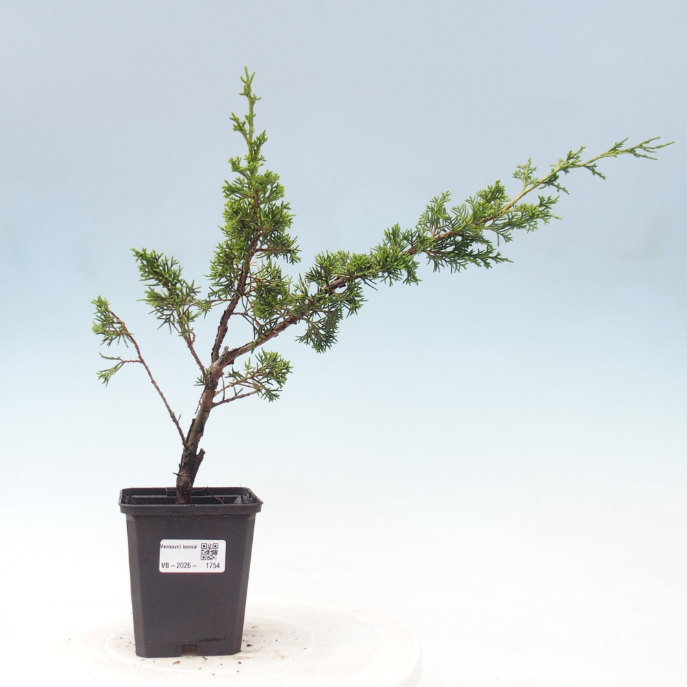 Bonsaï d'extérieur - Juniperus chinensis Itoigawa