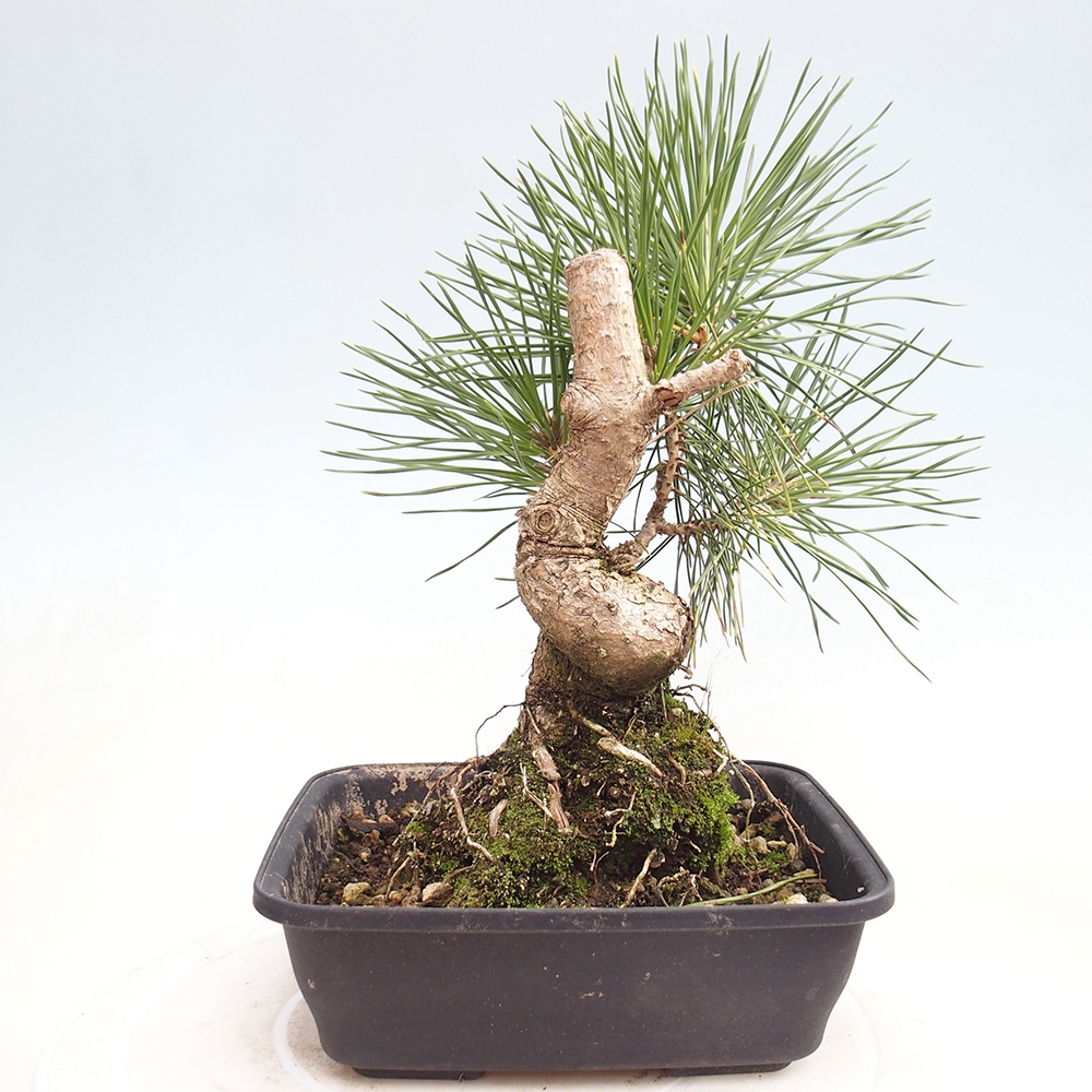 Bonsaï d'extérieur - Pinus thunbergii - Pin de Thunberg