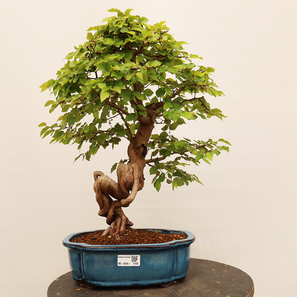 Bonsaï d'extérieur -Carpinus Coreana - Charme de Corée