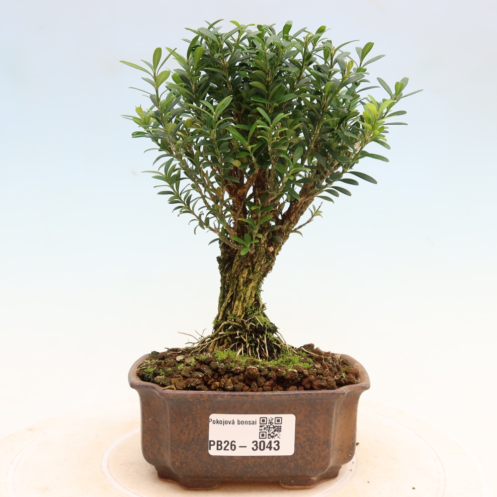 Bonsaï de chambre - Buxus harlandii - buxus liège