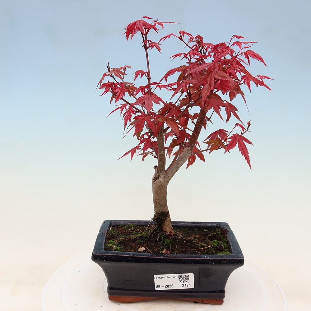 Bonsaï d'extérieur - Acer palmatum DESHOJO