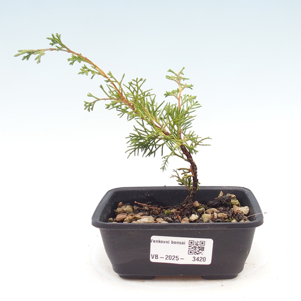 Bonsaï d'extérieur - Juniperus chinensis Itoigawa