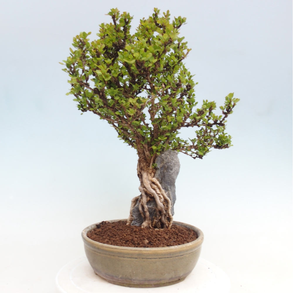 Bonsaï d'extérieur - Berberis coreana