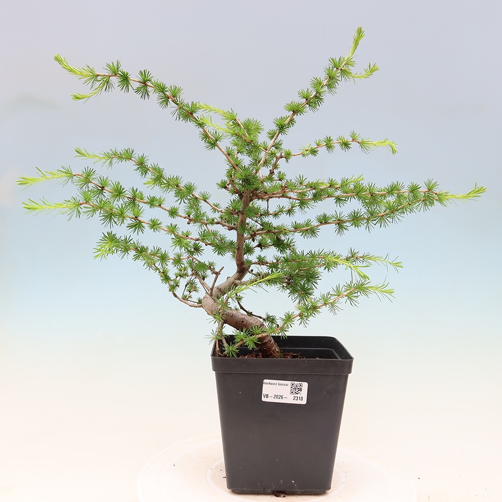 Bonsaï d'extérieur -Larix decidua - Mélèze