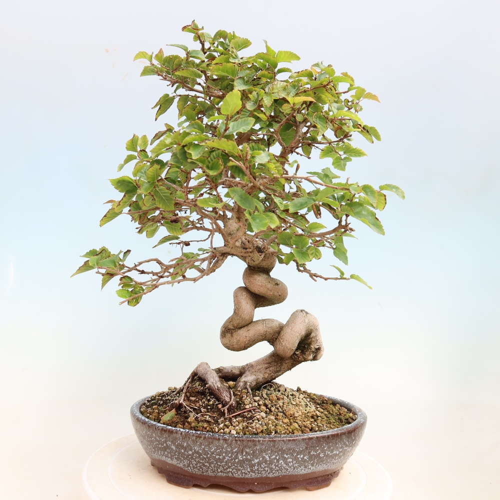 Bonsaï d'extérieur -Carpinus CARPINOIDES - Charme de Corée