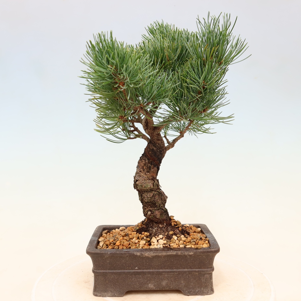 Bonsaï d'extérieur - Pinus parviflora - Pinus parviflora
