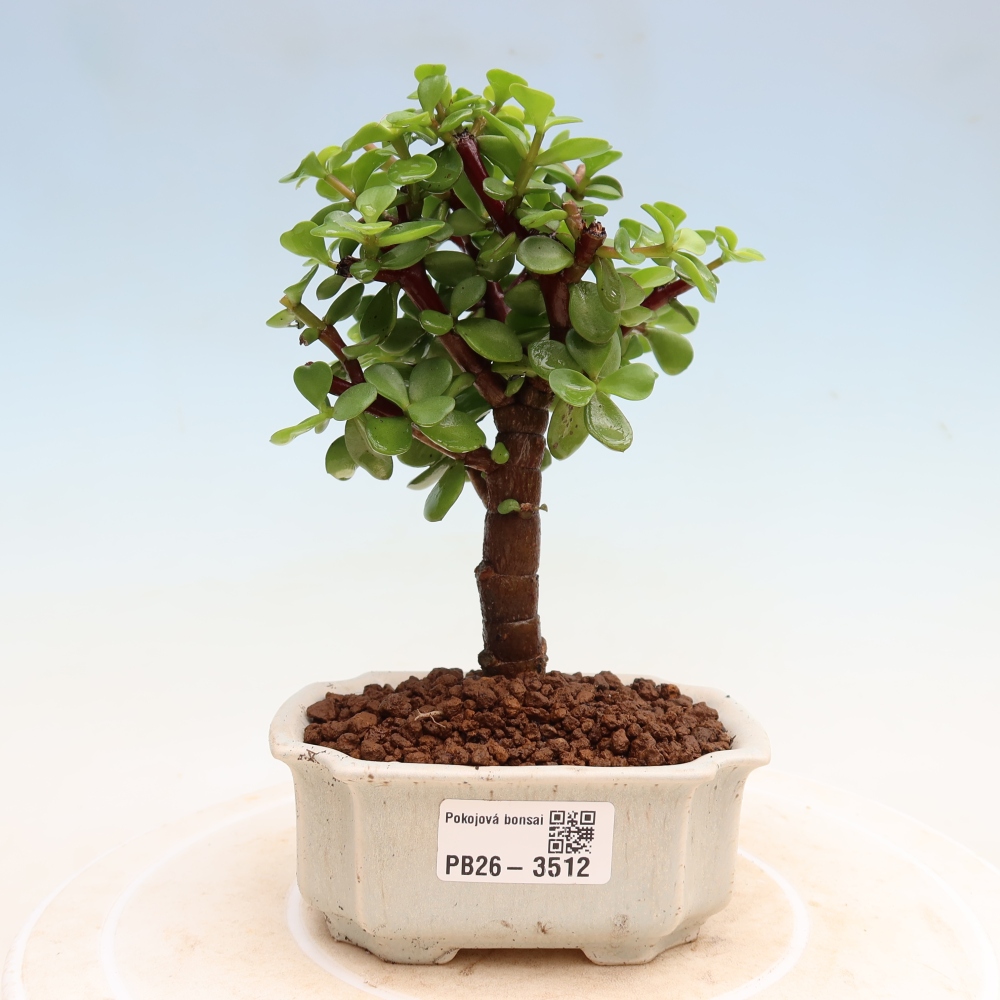 Bonsaï de chambre - Portulakaria Afra - Tlustice