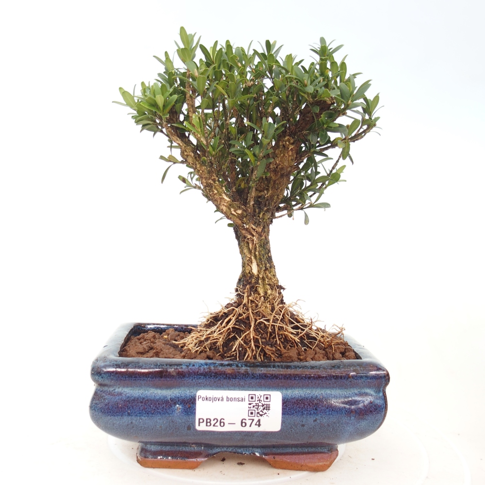 Bonsaï de chambre - Buxus harlandii - buxus liège