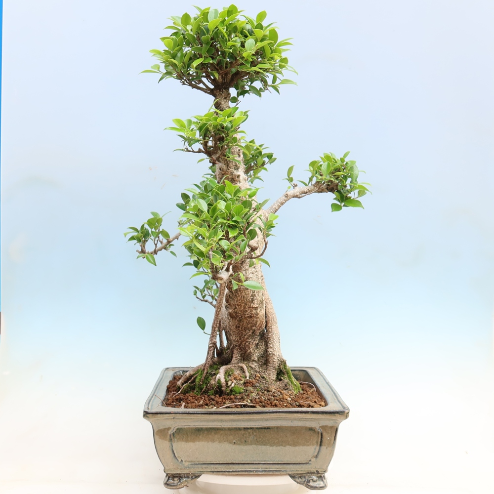 Salle bonsaï - Ficus kimmen - ficus à petites feuilles