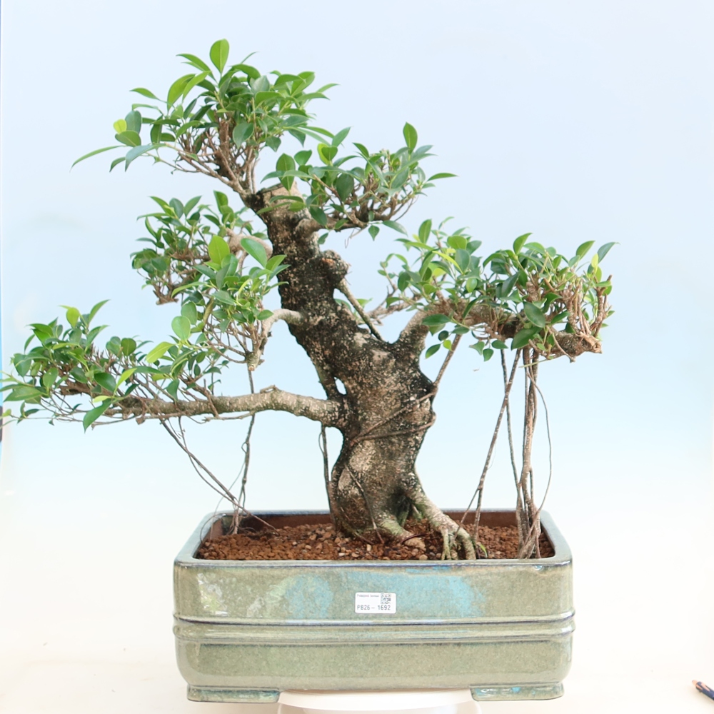 Salle bonsaï - Ficus kimmen - ficus à petites feuilles