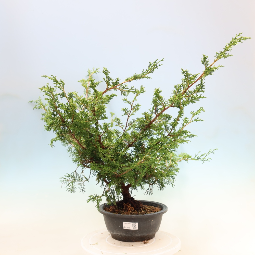 Bonsaï d'extérieur - Juniperus chinensis Itoigawa