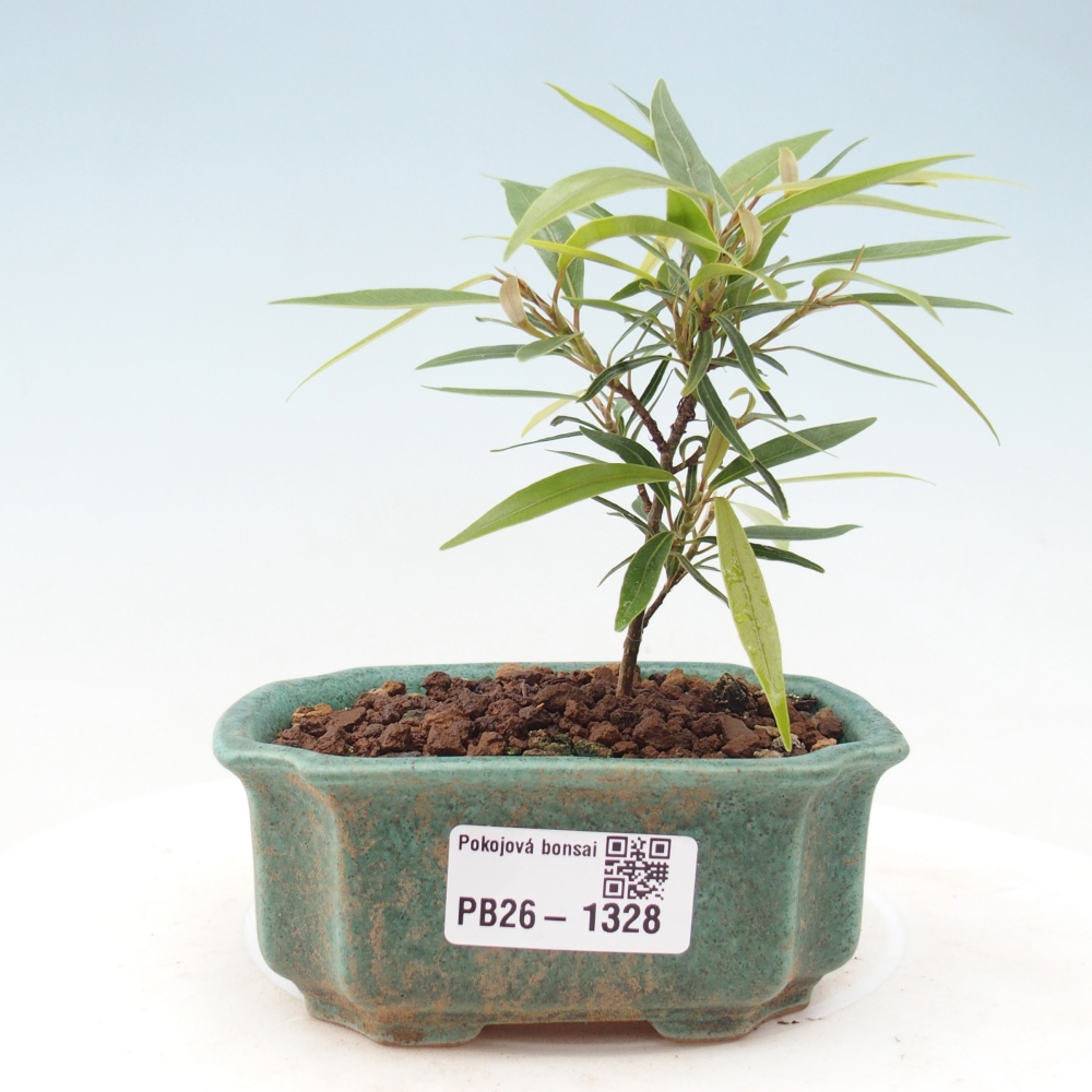 Salle bonsaï - Ficus nerifolia - ficus à petites feuilles