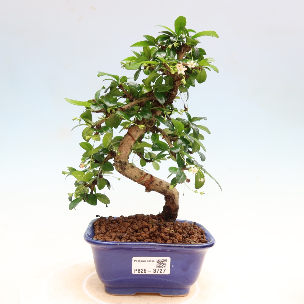 Bonsaï de chambre - Carmona macrophylla - Tea fuki