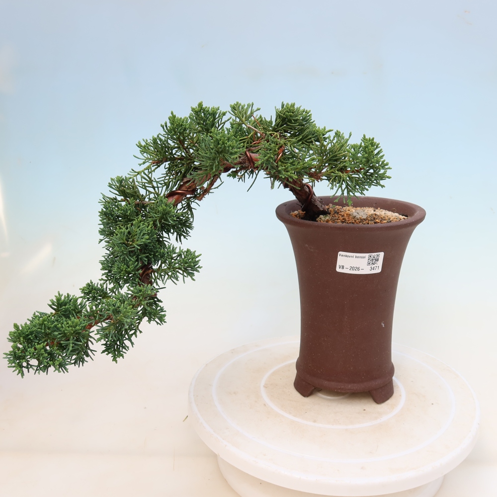 Bonsaï d'extérieur - Juniperus chinensis Kishu