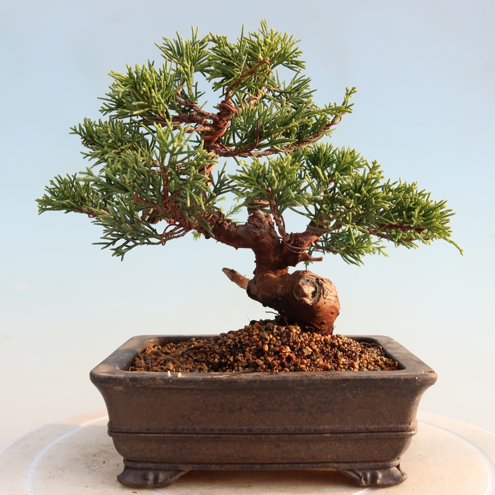Bonsaï d'extérieur - Juniperus chinensis Itoigawa