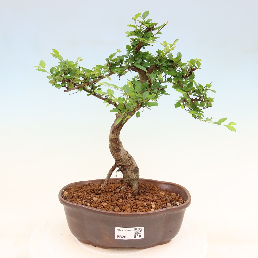 Bonsaï de chambre - Ulmus parvifolia - Orme à petites feuilles
