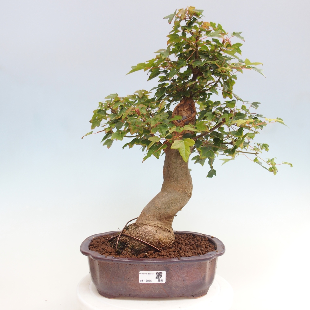 Bonsaï d'extérieur - Acer Buergerianum - Burger Maple