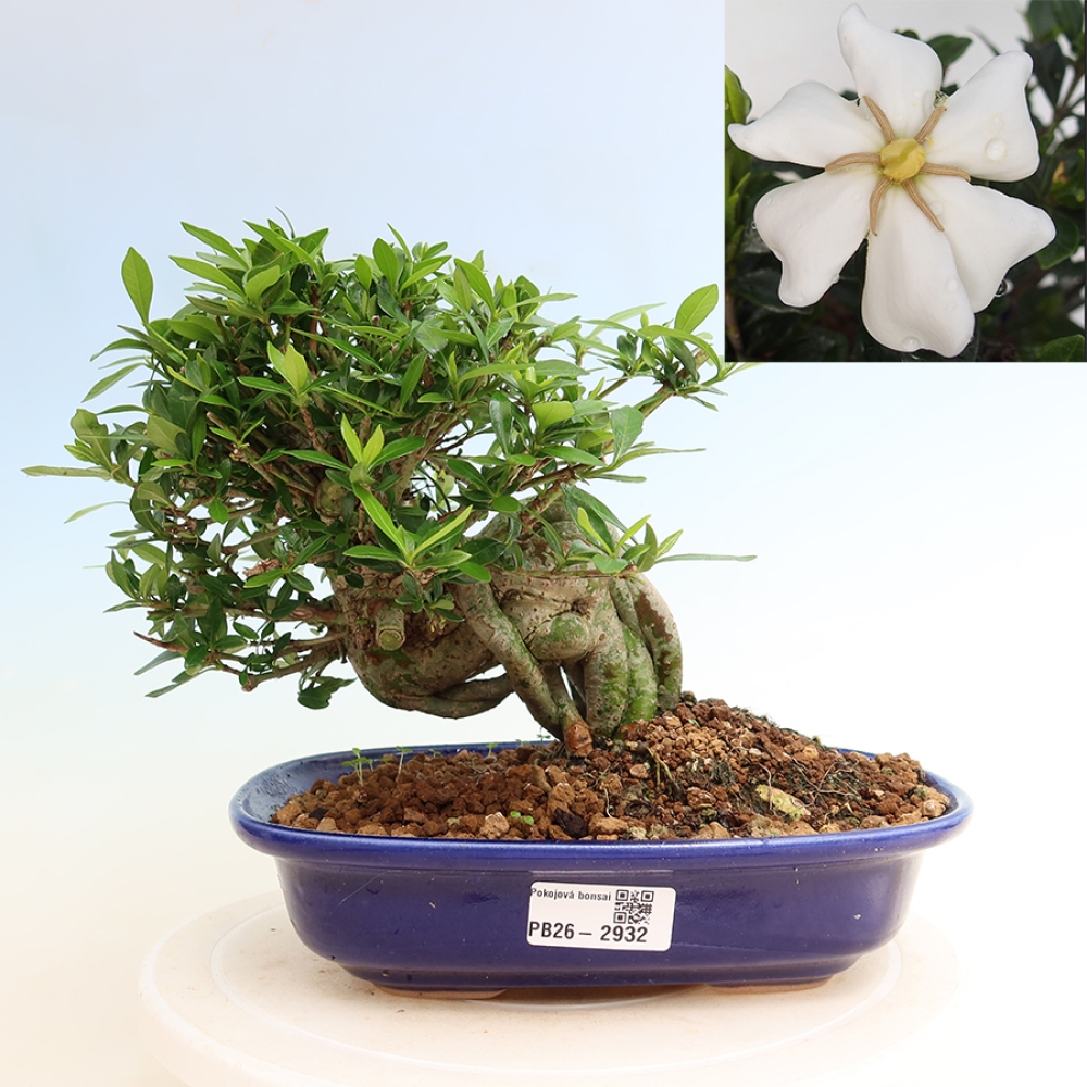 Bonsaï de chambre - Gardenia jasminoides-Gardenia