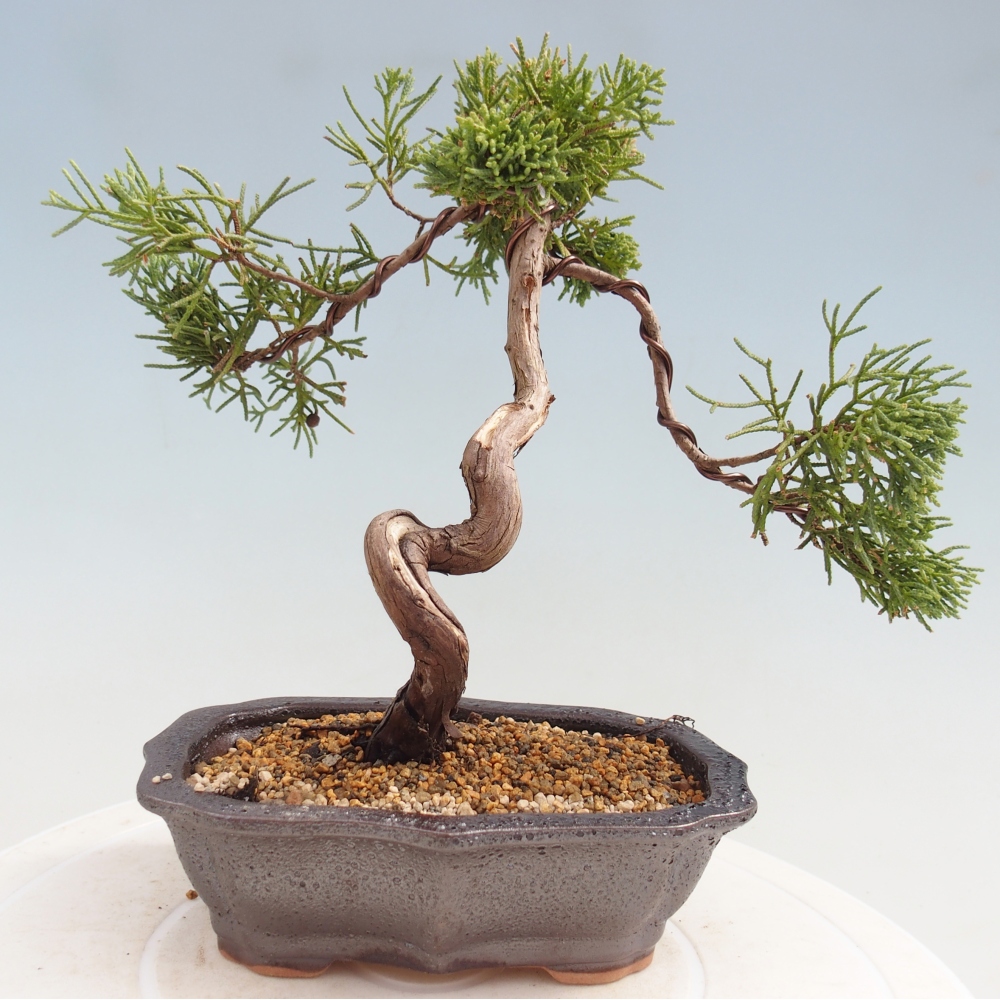 Bonsaï d'extérieur - Juniperus chinensis Kishu