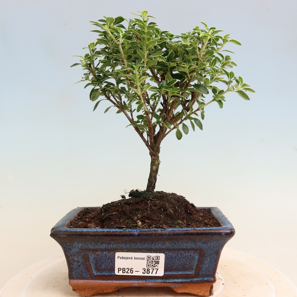 Salle bonsaï - Serissa foetida Variegata - Arbre aux mille étoiles