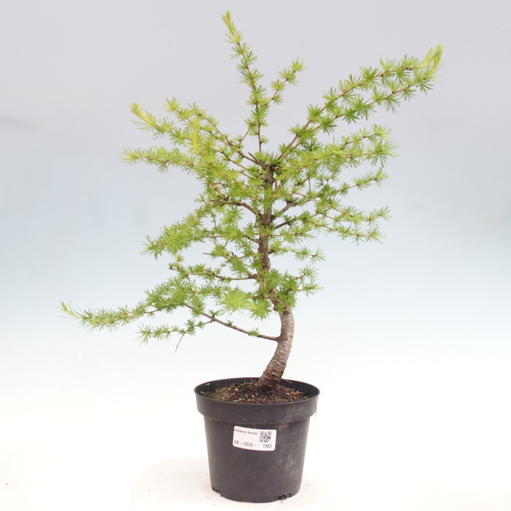 Bonsaï d'extérieur -Larix decidua - Mélèze