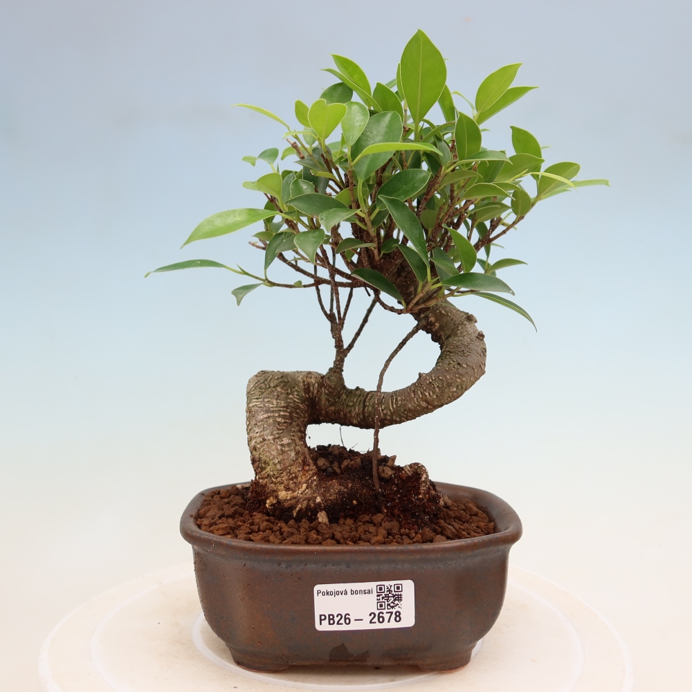 Salle bonsaï - Ficus kimmen - ficus à petites feuilles