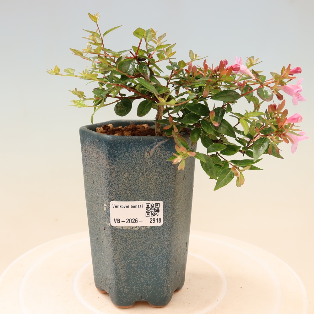 Bonsaï d'extérieur - Abelia Edward Goucher - Abélia à grandes fleurs