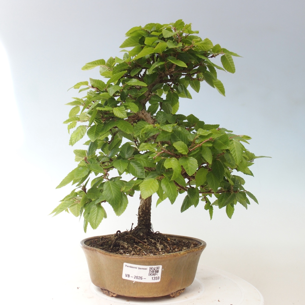 Bonsaï d'extérieur -Carpinus CARPINOIDES - Charme de Corée