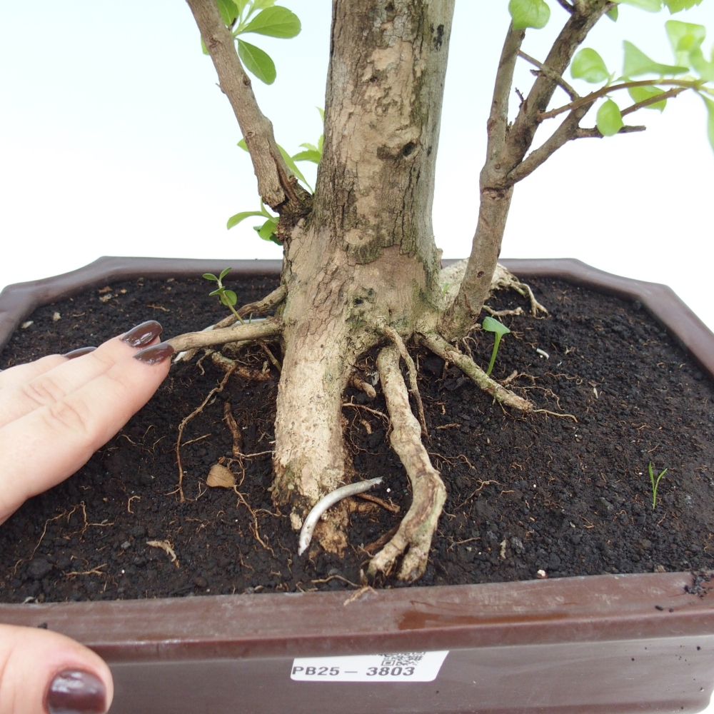 Bonsaï de chambre - Duranta erecta Aurea