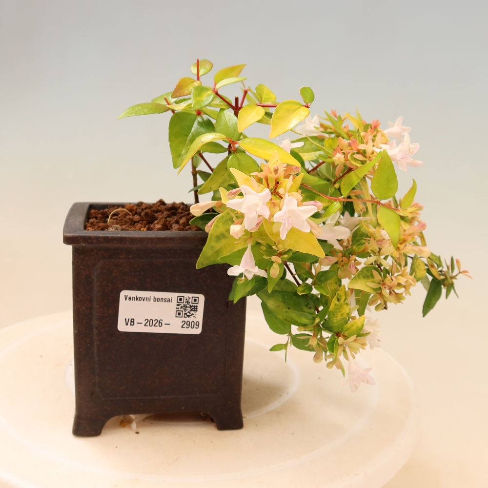 Bonsaï d'extérieur - Abelia gr. Kleidoscope - Abélie à grandes fleurs