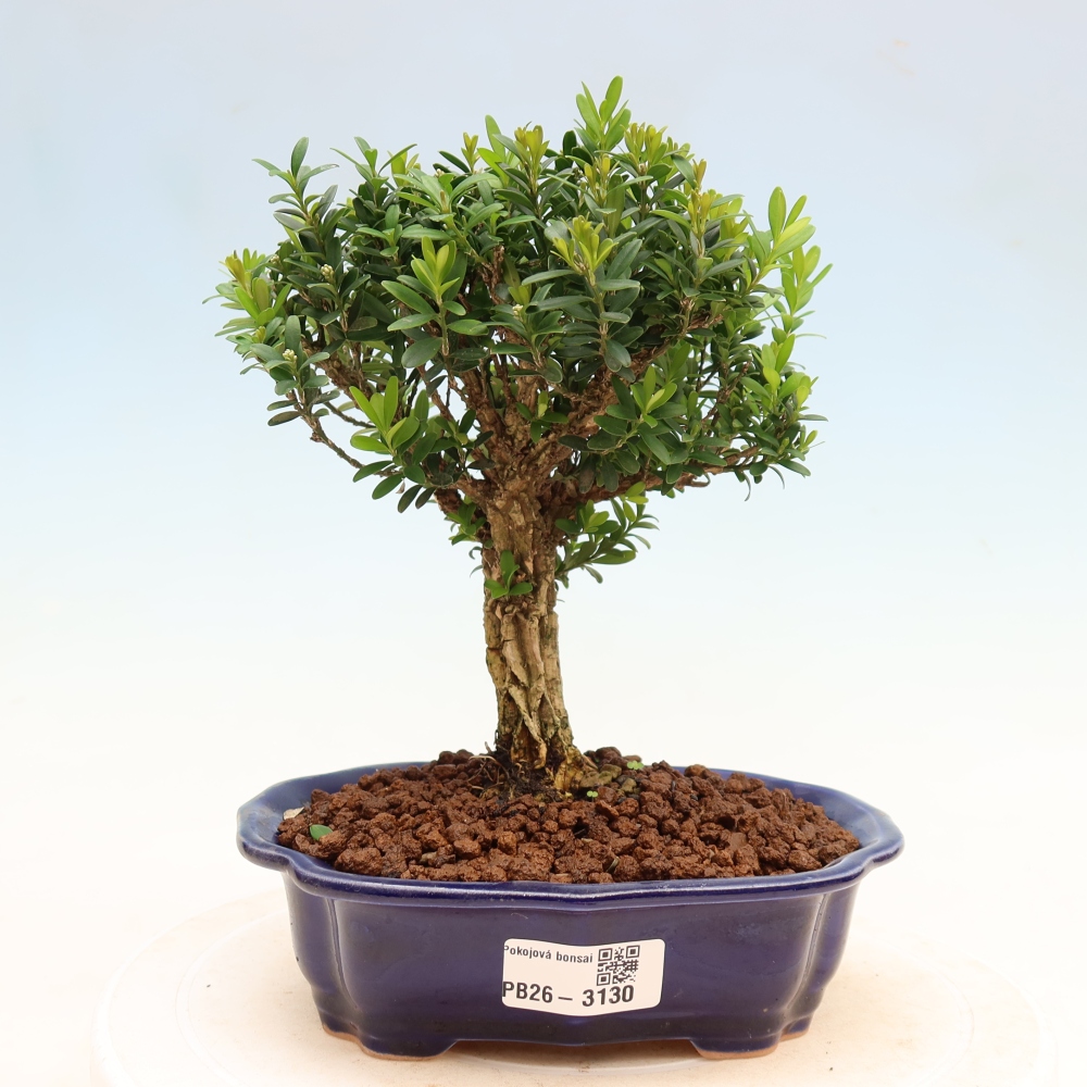 Bonsaï de chambre - Buxus harlandii - buxus liège