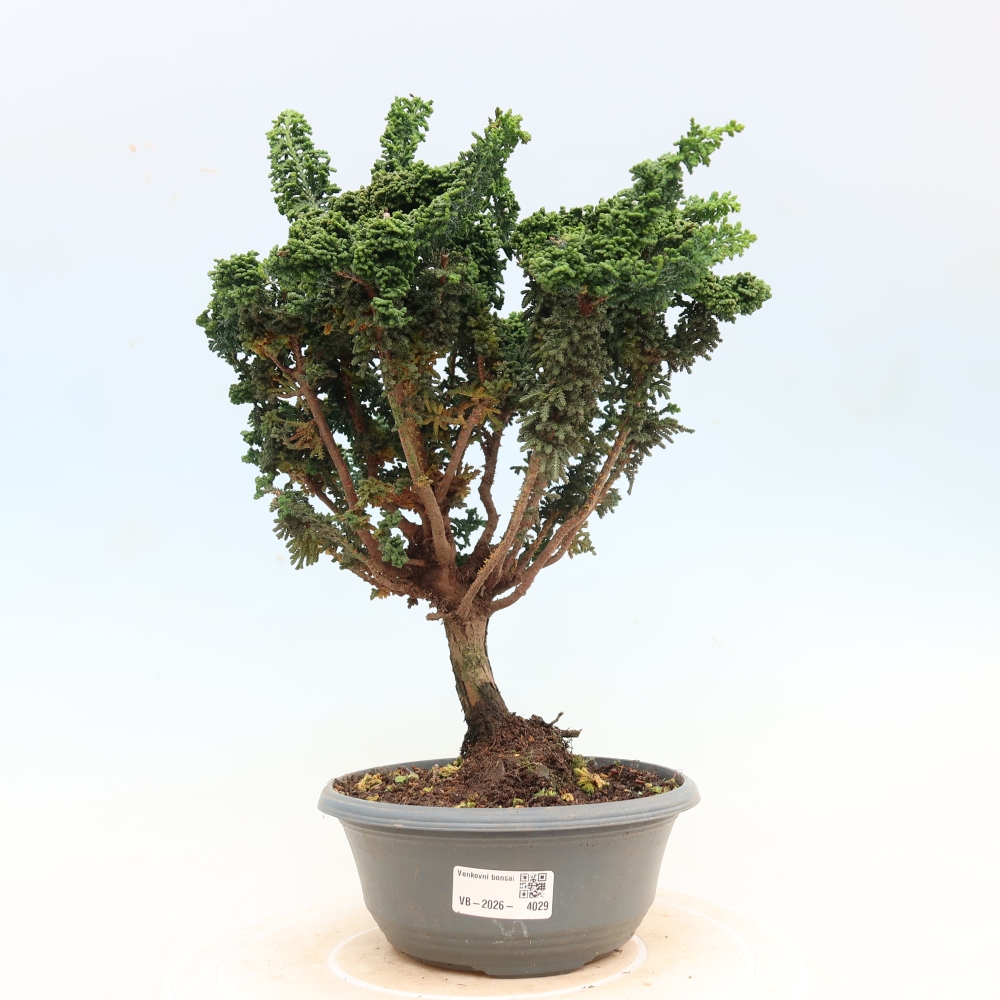 Bonsaï d'extérieur - Cham. obtusa SEKKA HINOKI - Cyprès