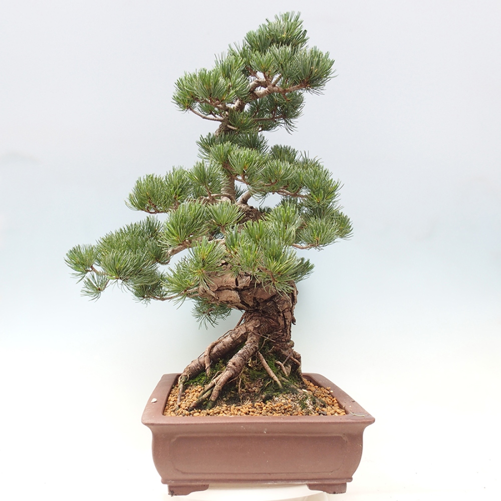 Bonsaï d'extérieur - Pinus parviflora - Pinus parviflora