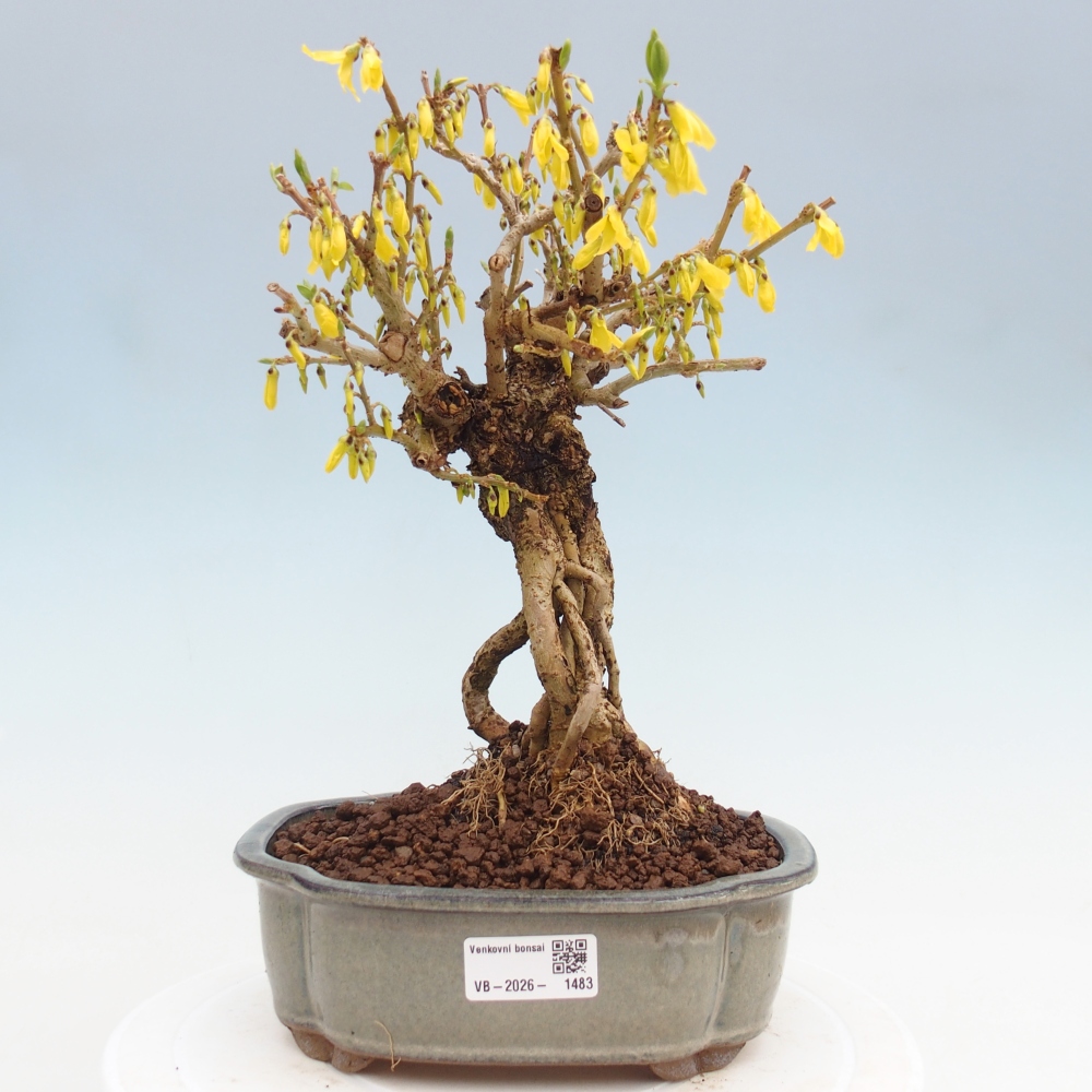 Bonsaï d'extérieur - Zlatice - Forsythia koreana