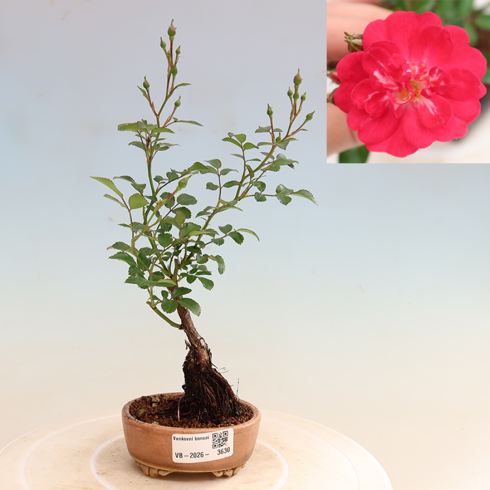 Bonsaï d'extérieur - Rosa Kordes - rose