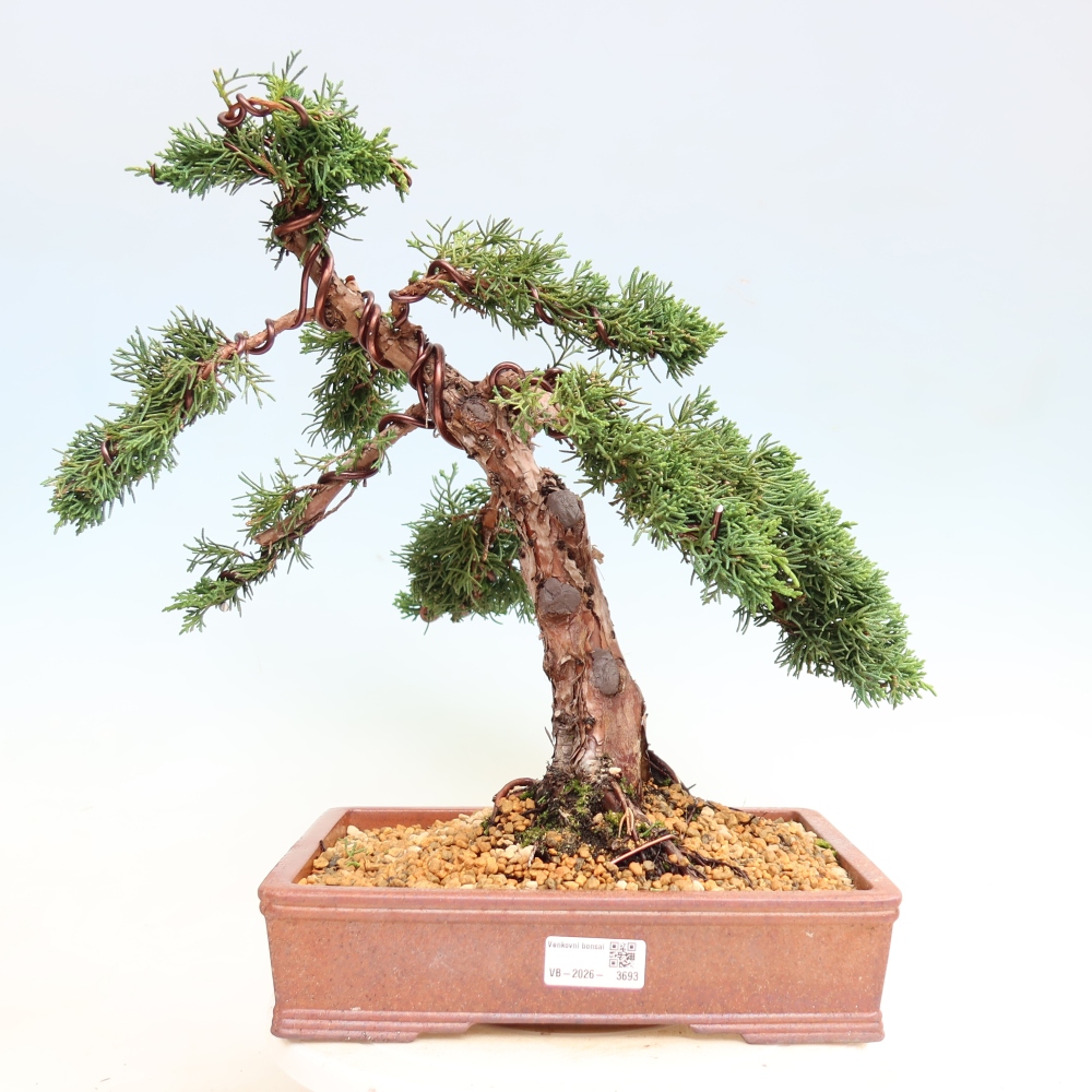 Bonsaï d'extérieur - Juniperus chinensis Kishu