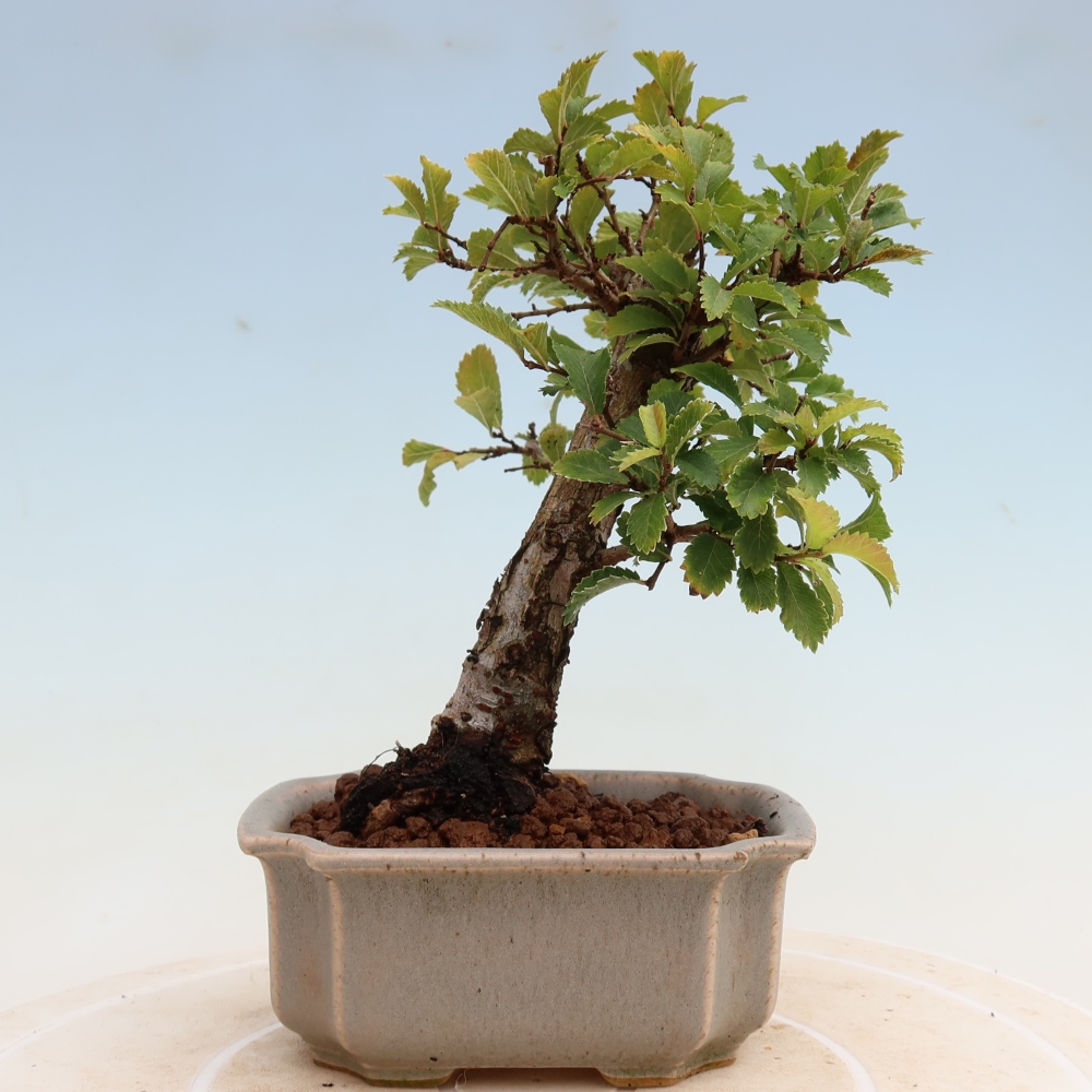 Bonsaï d'extérieur - Zelkova - Zelkova NIRE