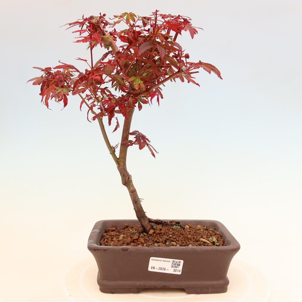 Bonsaï d'extérieur - Érable palmatum  - Acer palmatum Berry Broom 