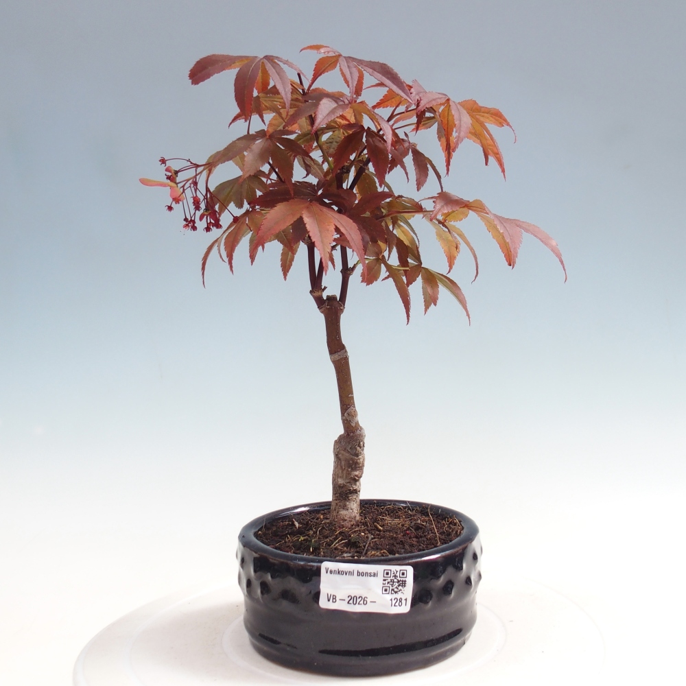 Bonsaï d'extérieur - Acer palm. Atropurpureum-Javor palmate