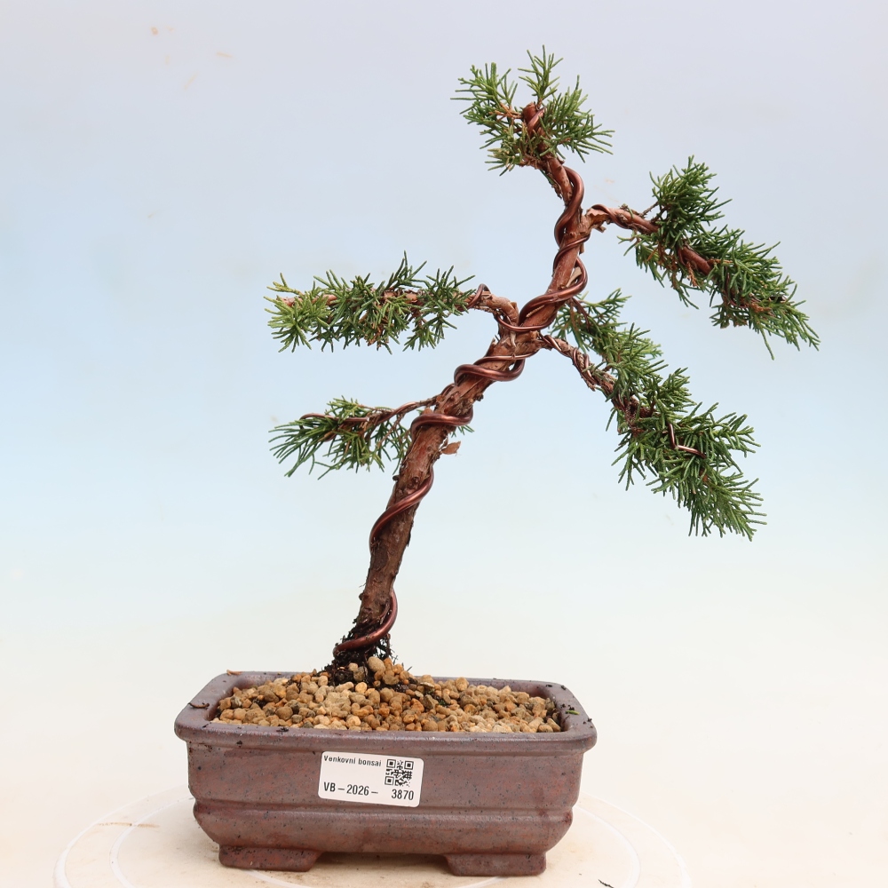 Bonsaï d'extérieur - Juniperus chinensis Kishu