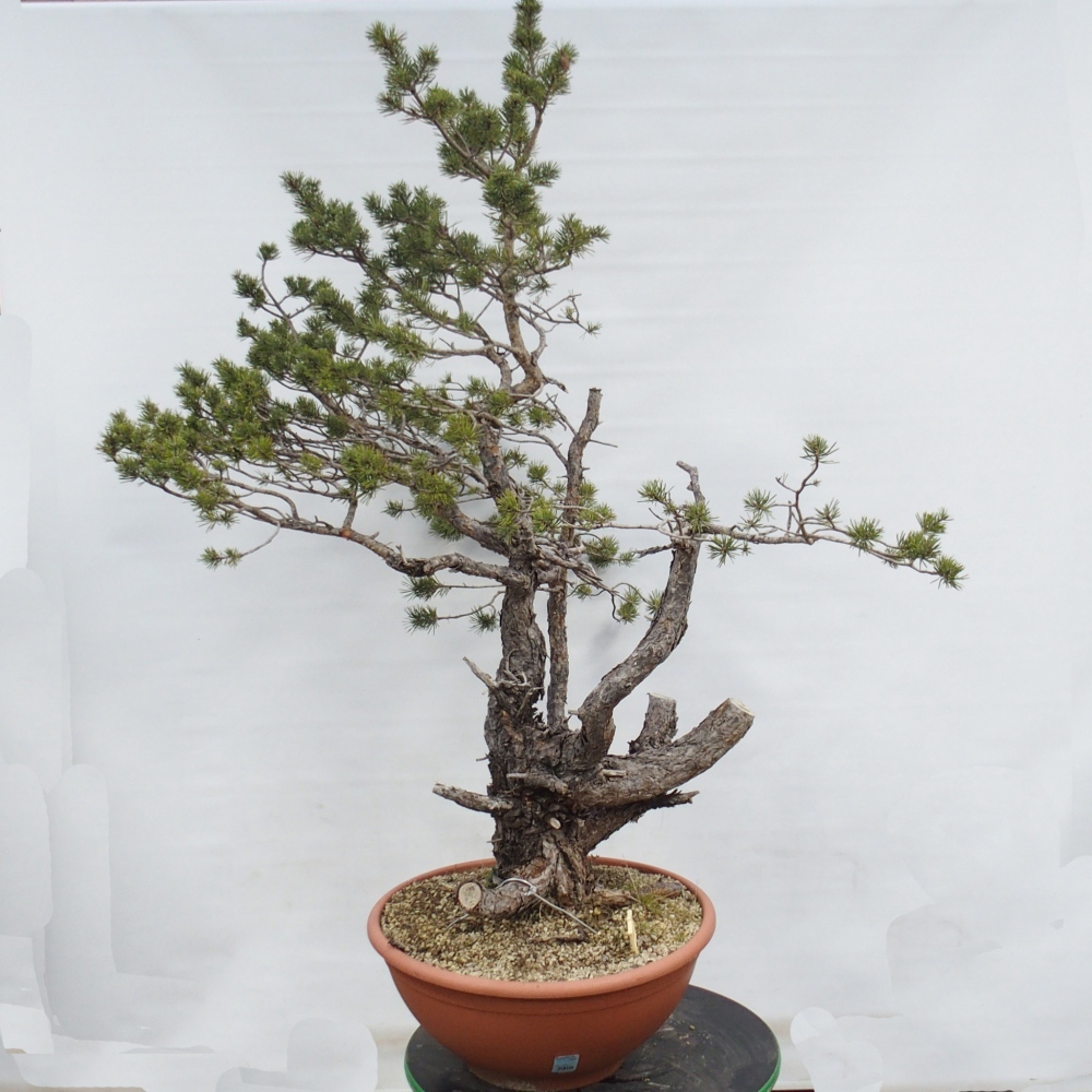 Yamadori - Pinus sylvestris Espagne