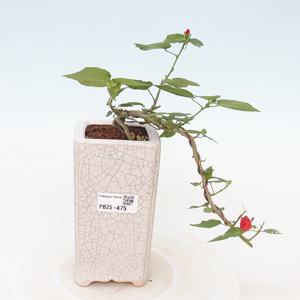 Bonsaï d'intérieur - Malvaviscus arboreus