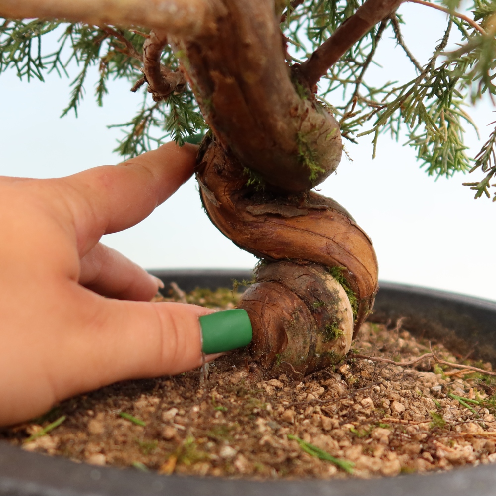 Bonsaï d'extérieur - Juniperus chinensis Itoigawa-Juniperus chinensis