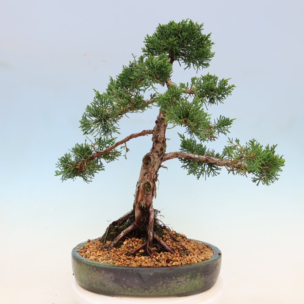 Bonsaï d'extérieur - Juniperus chinensis Kishu