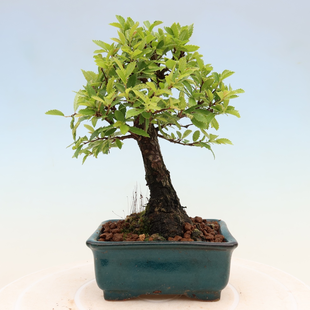 Bonsaï d'extérieur - Zelkova - Zelkova NIRE