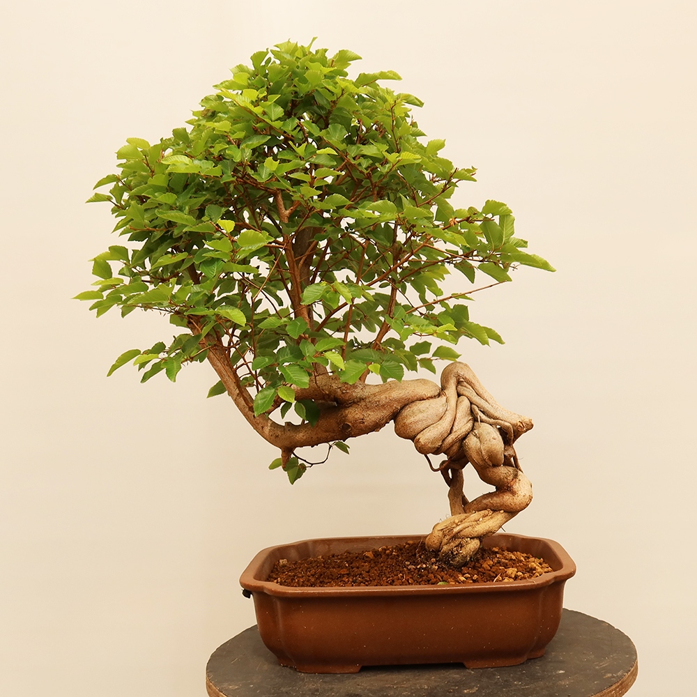 Bonsaï d'extérieur -Carpinus Coreana - Charme de Corée