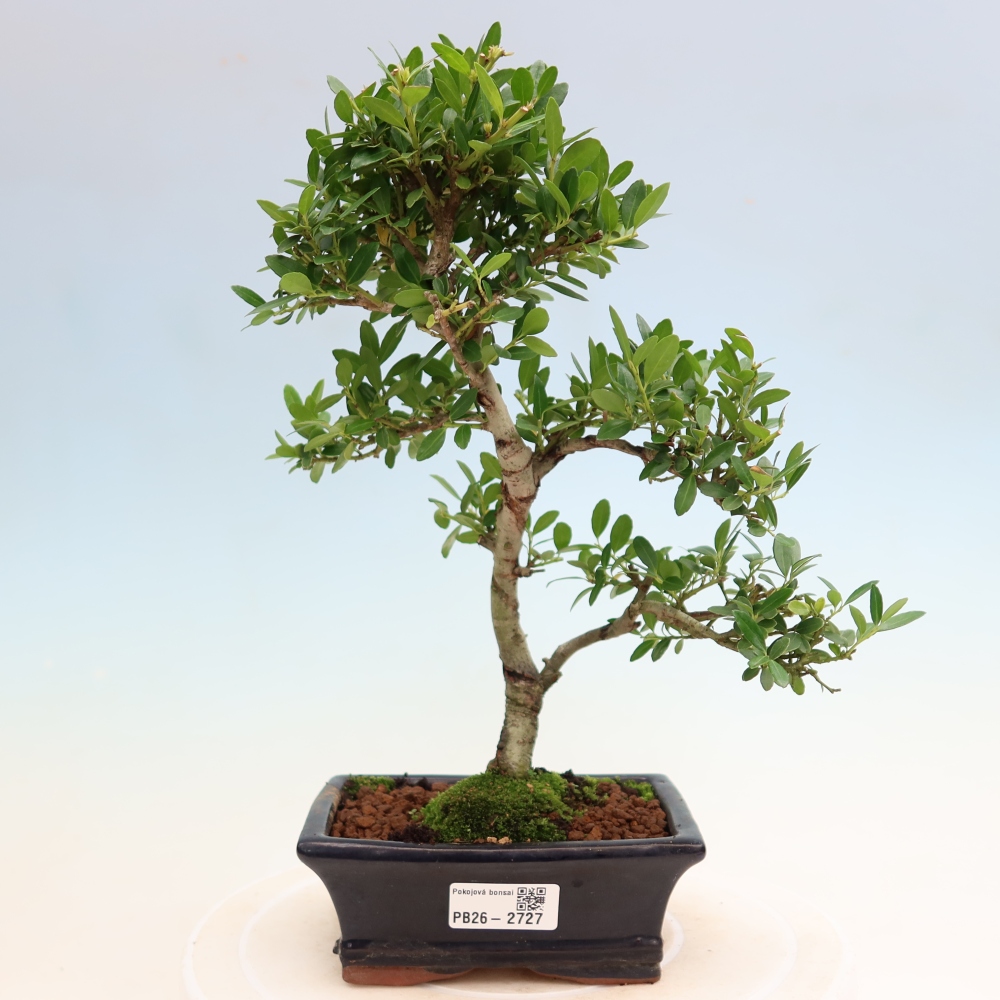 Bonsaï de chambre - Ilex crenata - Houx