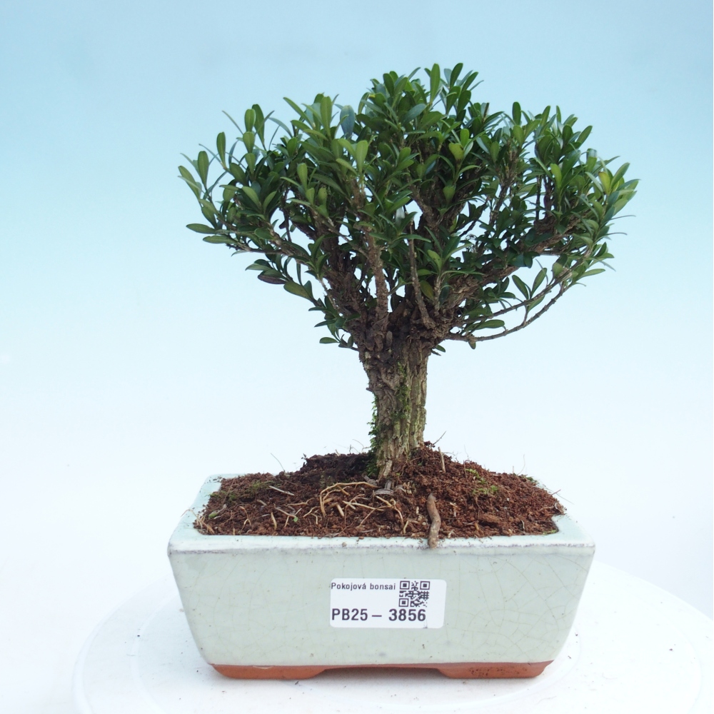Bonsaï de chambre - Buxus harlandii - buxus liège