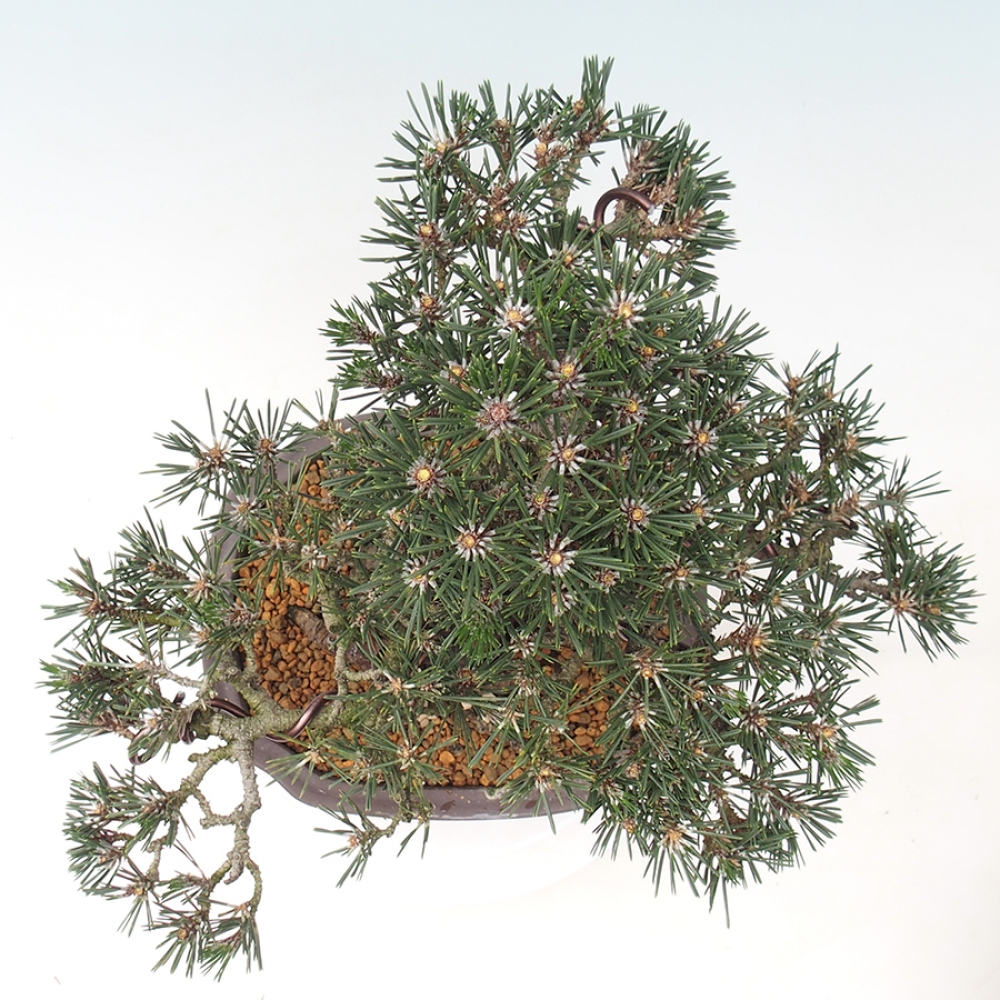 Bonsaï d'extérieur - Pinus thunbergii Kotobuki - Pin de Thunberg