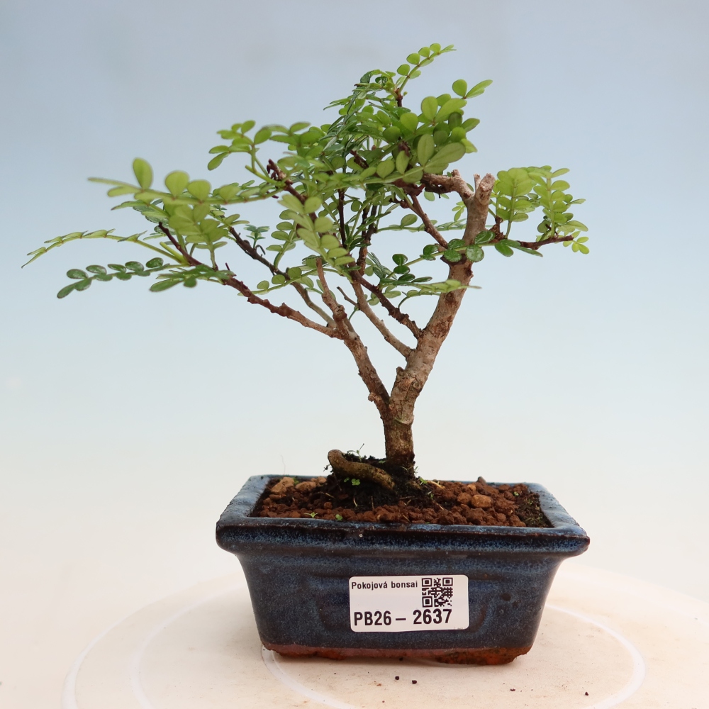 Salle bonsaï - Zantoxylum piperitum - arbre à poivre